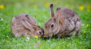 ¿Cuánto cuesta una residencia o guardería para conejos y roedores?