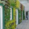 jardin vertical, muro verde, vivo!
