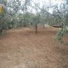 Poda oliveras y limpieza terreno