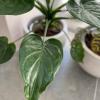 Detalle Philodendron