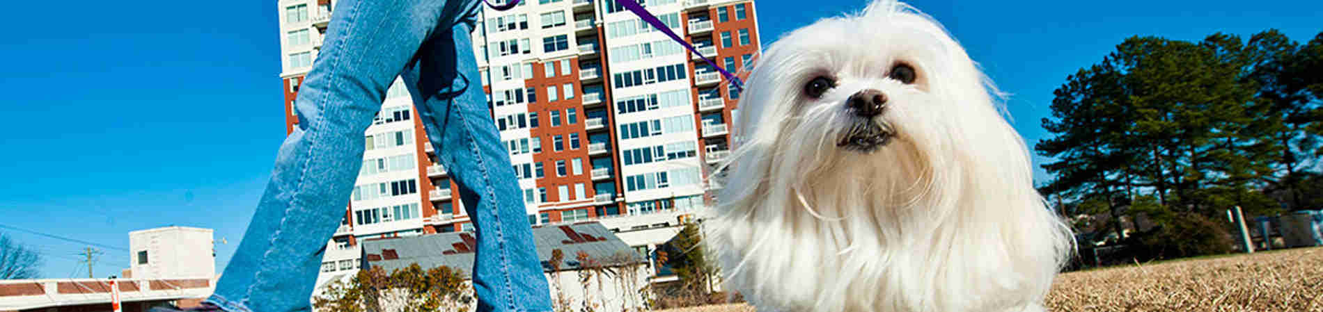 Paseadores de perros