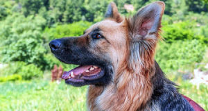 ¿Cuánto cuesta un cuidador de perros? Precios para 2025