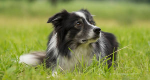 ¿Cuánto cuesta un paseador de perros?