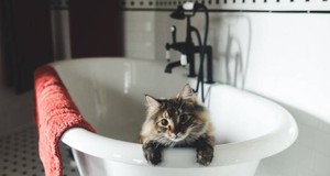 ¿Cuánto cuesta un servicio de peluquería felina?