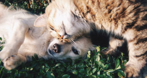 ¿Cuánto cuestan los servicios funerarios para mascotas? Precios en 2025