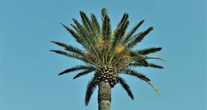 ¿Cuánto cuesta podar una palmera?