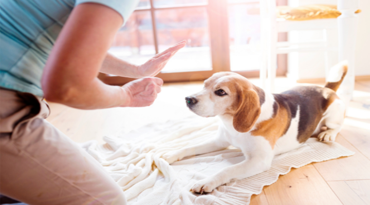 ser educador canino