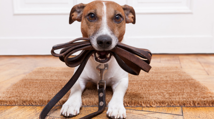 Montar un negocio de adiestramiento canino