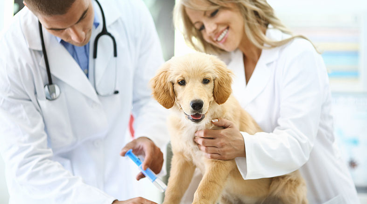 requisitos para abrir una clínica veterinaria