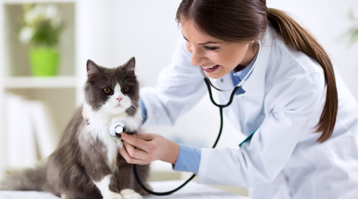 abrir una clínica veterinaria