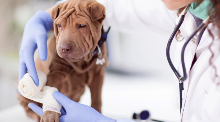 cómo abrir una clínica veterinaria