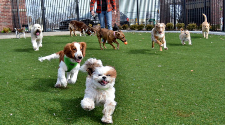 cómo montar una guardería de perros