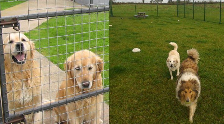 Cómo Montar una Residencia Canina y Conseguir Clientes