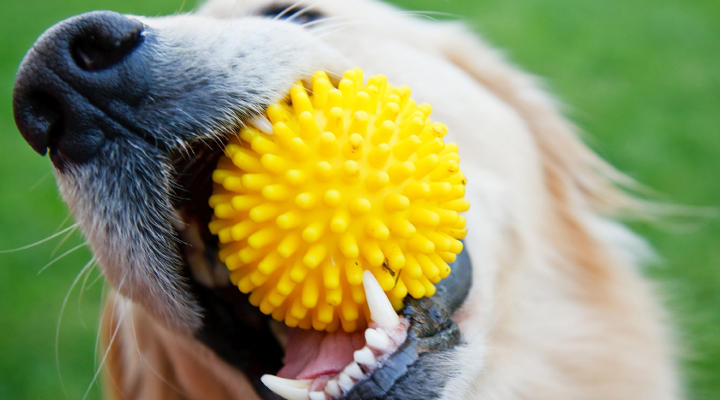 higiene dental para perros