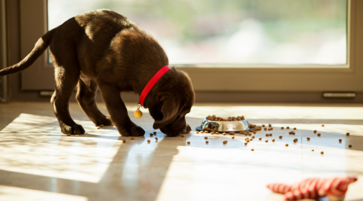 Consejos para educar a un cachorro