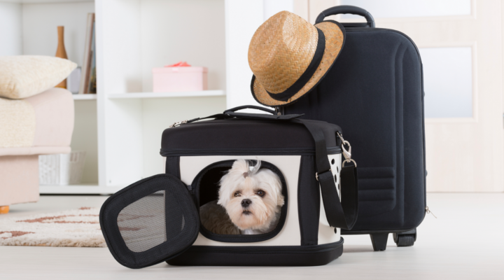 Lugares a los que Viajar con Mascotas