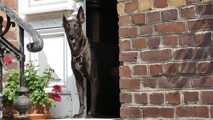 4 trucos para reformas de hogares con mascotas