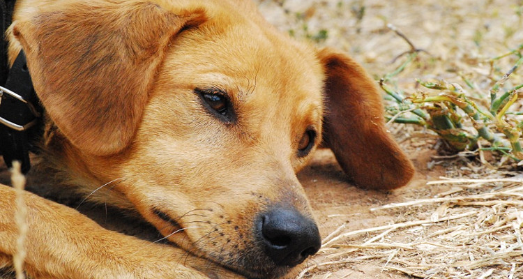 enfermedades mas comunes en perros 2