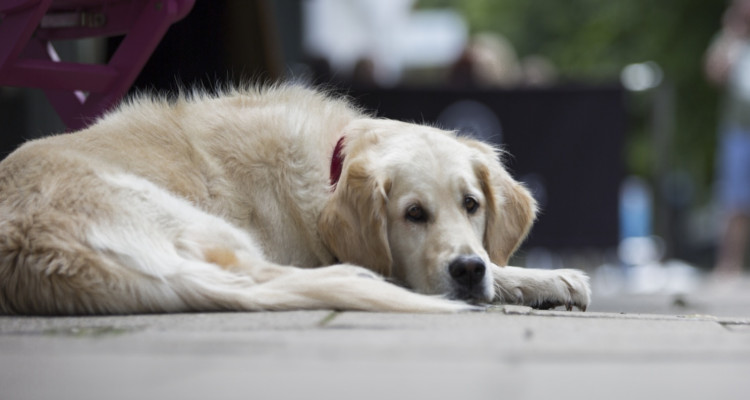 enfermedades mas comunes en perros