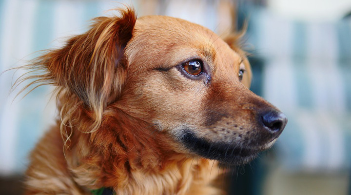 dejar un cachorro solo