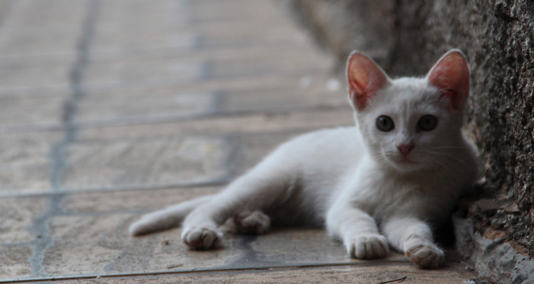 enfermedades más comunes en gatos