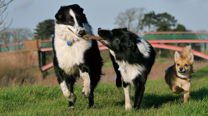 Differenze tra addestratore per cani ed etologo