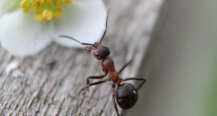 Cuánto cuesta eliminar una plaga de hormigas