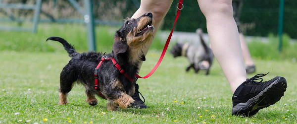 Adiestrador canino