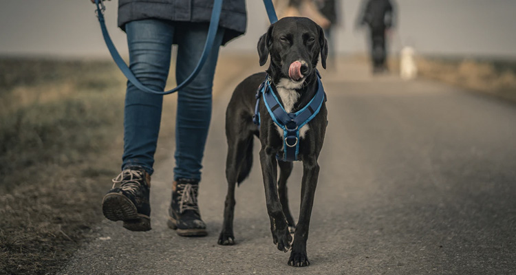 curva Tendero barrer Cuánto cuesta un paseador de perros? Precios en 2022