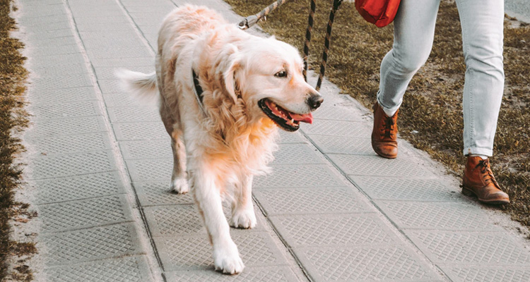 Cuánto cuesta un paseador de perros