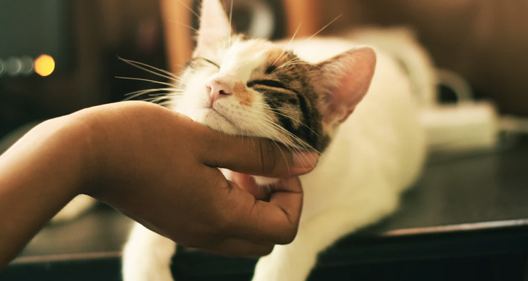 Preço de cuidar um gato a domicílio