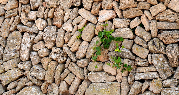 Decorar un muro de piedras con plantas