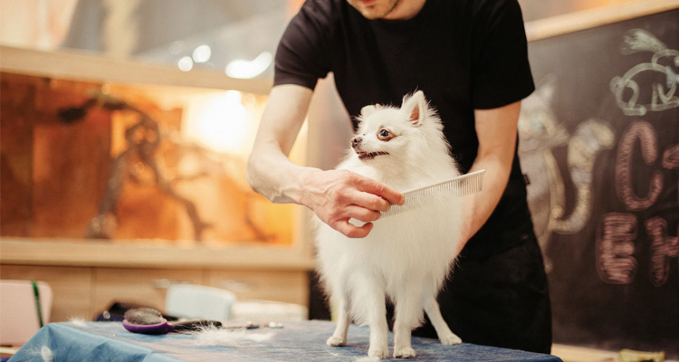 Cuánto cuesta peluquería canina