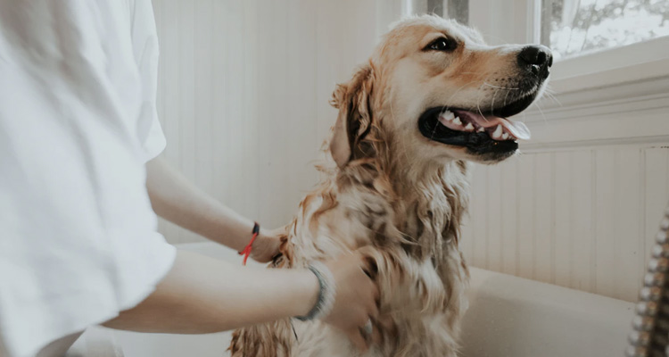 Prezzo per lavare il cane