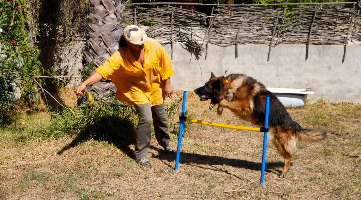 Profesionales Destacados de Cronoshare: Entrevista a Pia Andersen de APia’s Dog Behaviour