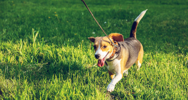 brillo preocupación eslogan Cómo ser paseador de perros | Requisitos y consejos