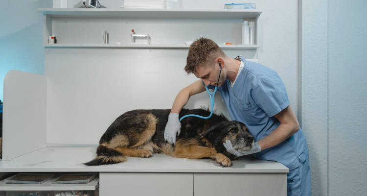 Marketing para clínicas veterinarias