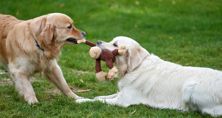 Cuánto cuesta un guardería para perros