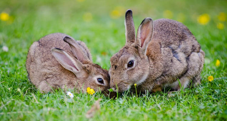 Cuánto cuesta una residencia para conejos y roedores