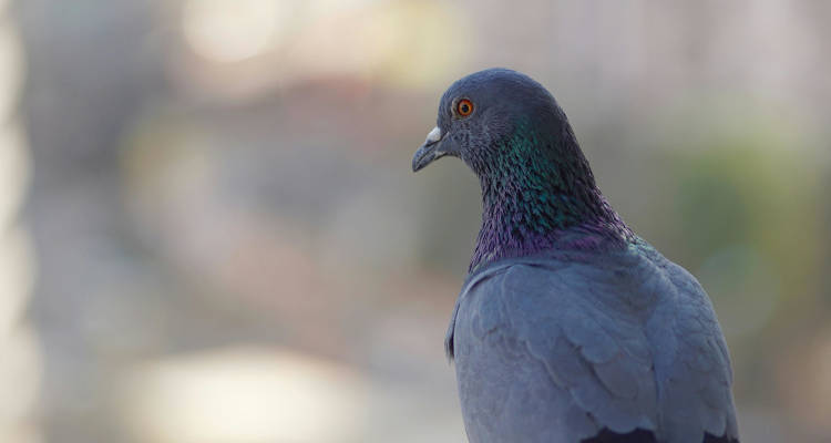 ¿Cuánto cuesta instalar una red antipalomas o antipájaros? Cuánto cuesta instalar una red antipalomas o antipájaros