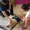 Terapies Assistides amb gos