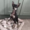 Desde perros pequeños