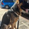 A perros grandes perros grandees