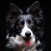 Fotografía de perros en Alcoy
