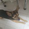 Educador Canino Profesional