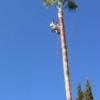 Poda de palmera Washingtonia.