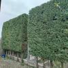 Rugardens