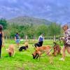 Dog Training Cantabria