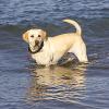 Perro en El Delta del Ebro