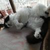 Chaplin. Un gatito. Que juega con todos los coleguillas